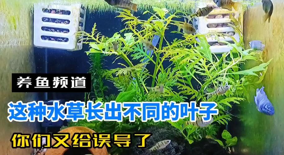 水草水上叶与水下叶对比图片
