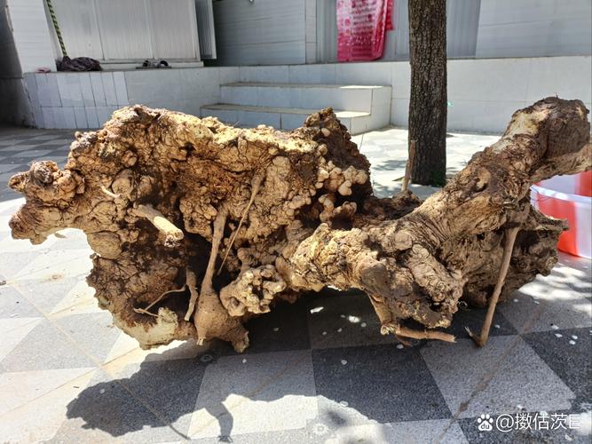 藏在祭祀里的老根