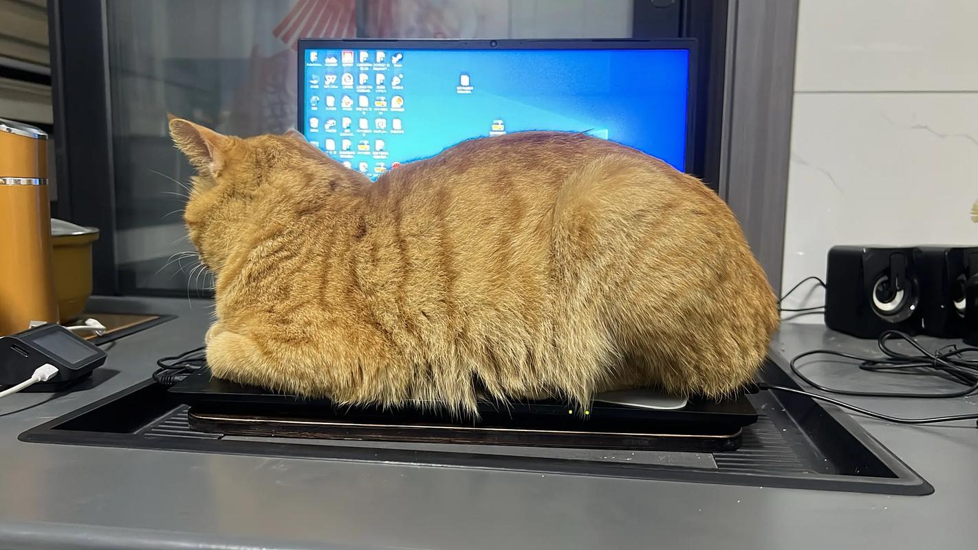 线上课界面里学生摄像头对着趴在键盘上的橘猫