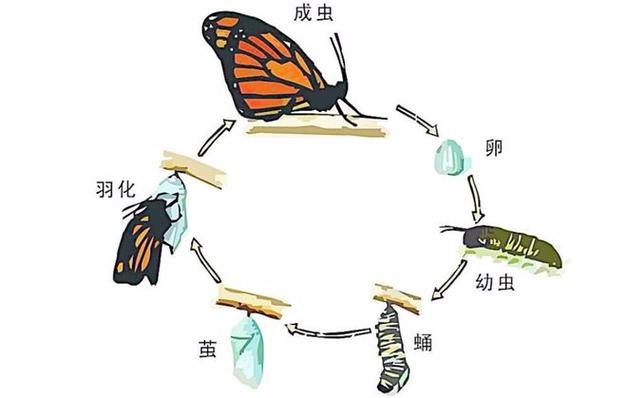 蝴蝶完全变态发育四个阶段示意图