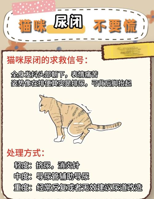猫尿闭初期症状新手对照表