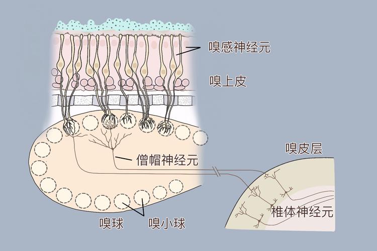 狗嗅上皮结构与人嗅上皮对比示意图