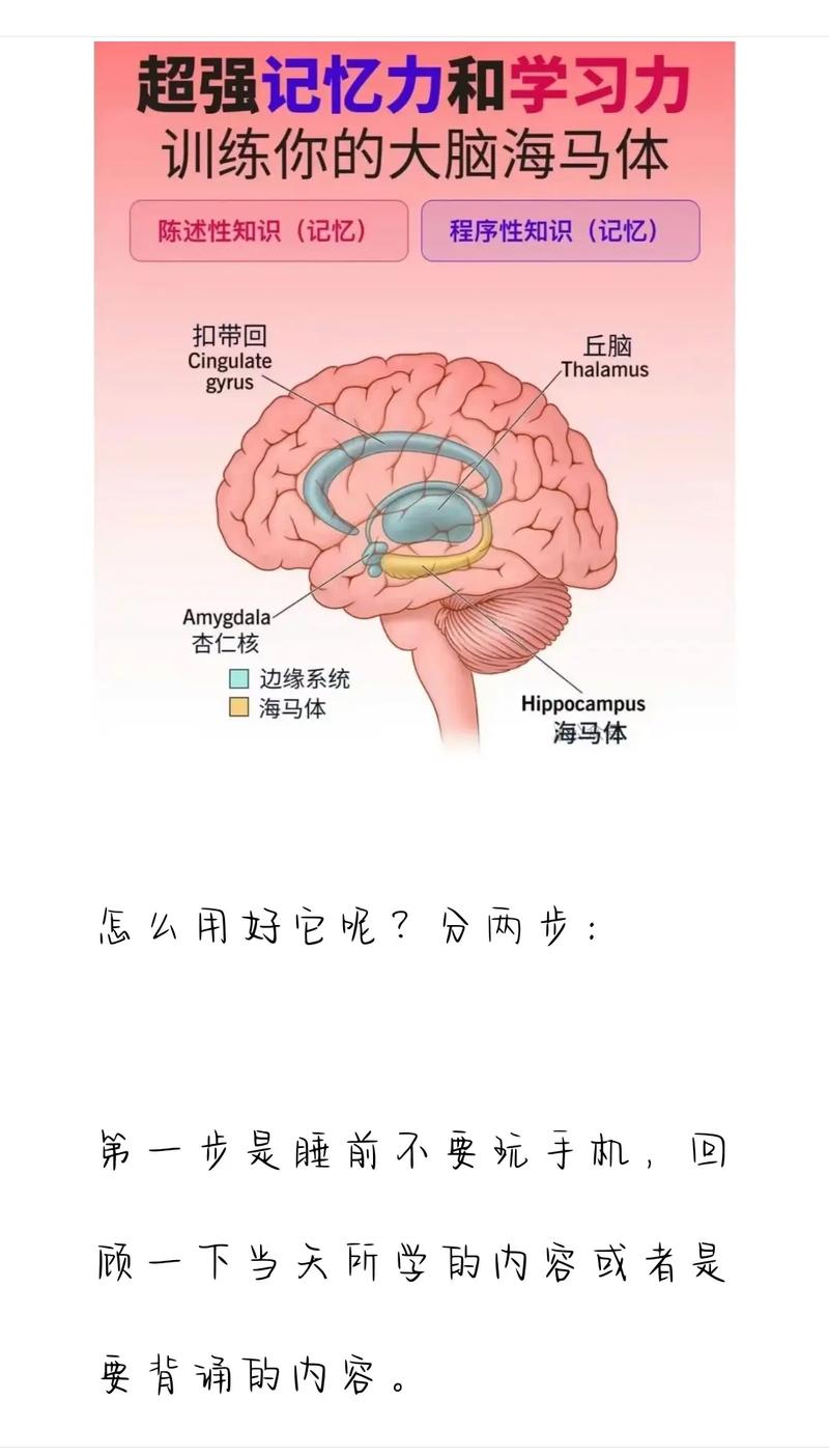 大脑海马体记忆编码机制图解