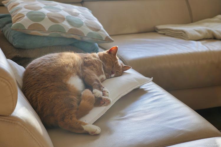 家猫霸占主人枕头实拍