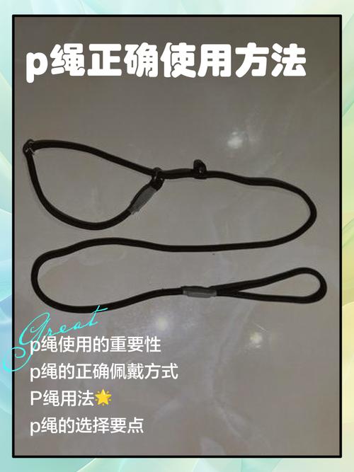 宠物P链正确佩戴松紧度示意图