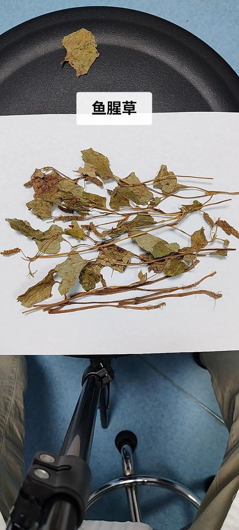 银杏:活化石的体面,快被城市绿化抹平了-因为所以