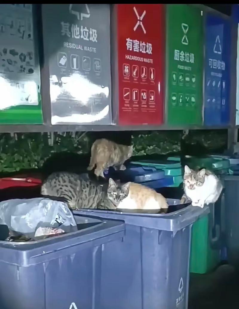 旧猫毛团垫在宠物湿垃圾下方的垃圾桶内部实拍
