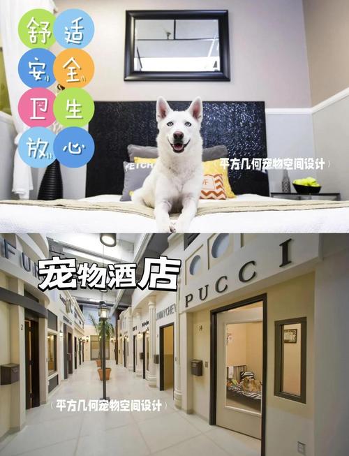 从工厂到家庭:打造真正的宠物友好环境