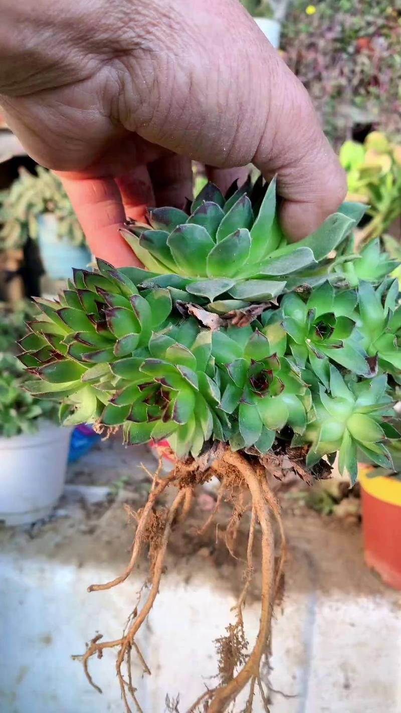 多肉植物换盆修根步骤详细图解