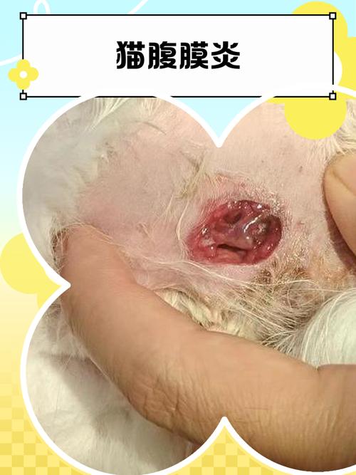 猫传染性腹膜炎患病猫腹部肿大实拍