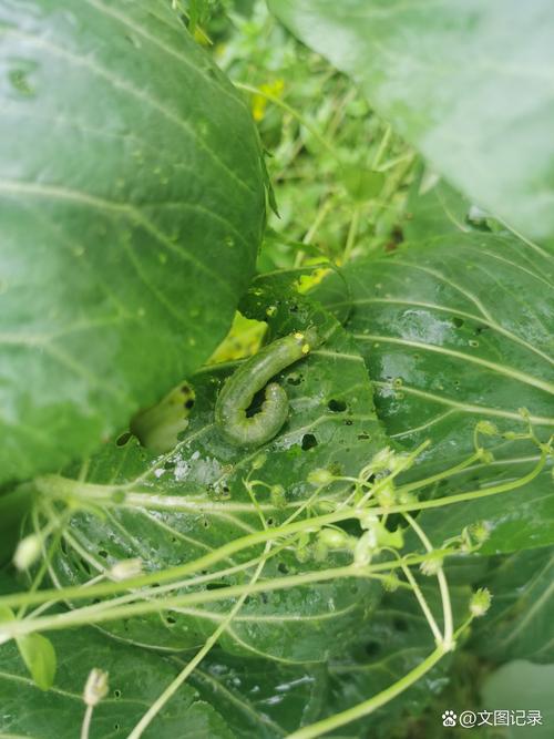 小区花坛菜青虫趴在青菜叶子上实拍