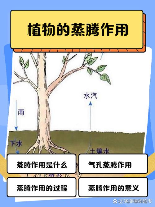 小学自然课植物蒸腾作用家庭实验图