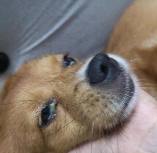 犬瘟热中期小狗脓性眼屎实拍