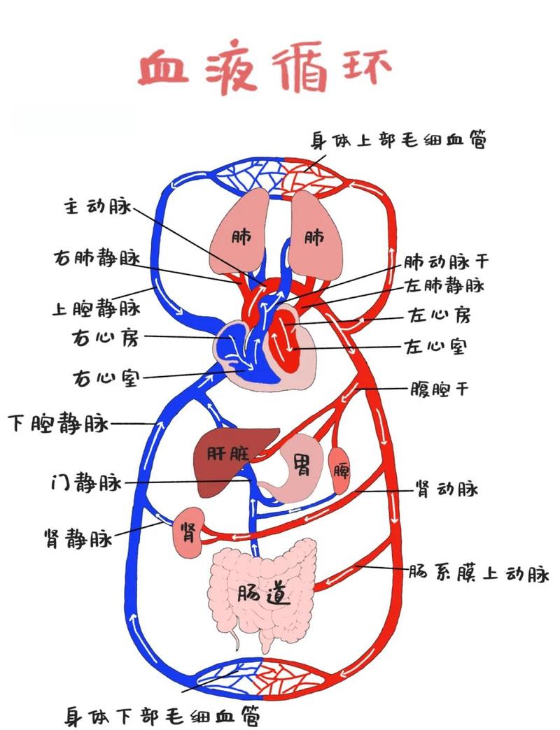 饭后人体消化血液流向示意图