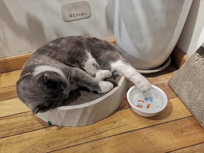 家猫趴在客厅水碗边休息照片