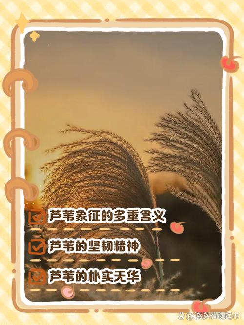 文化里的芦苇:从《诗经》到帕斯卡,都是“摇晃”的隐喻