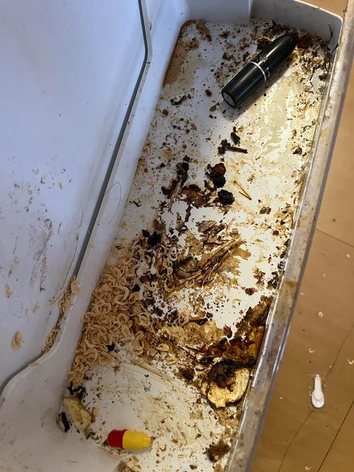 拆洗后的狗狗自动喂食器储粮桶发霉污渍