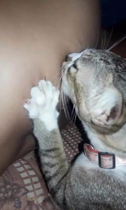 趴在主人胸口踩奶的蓝猫