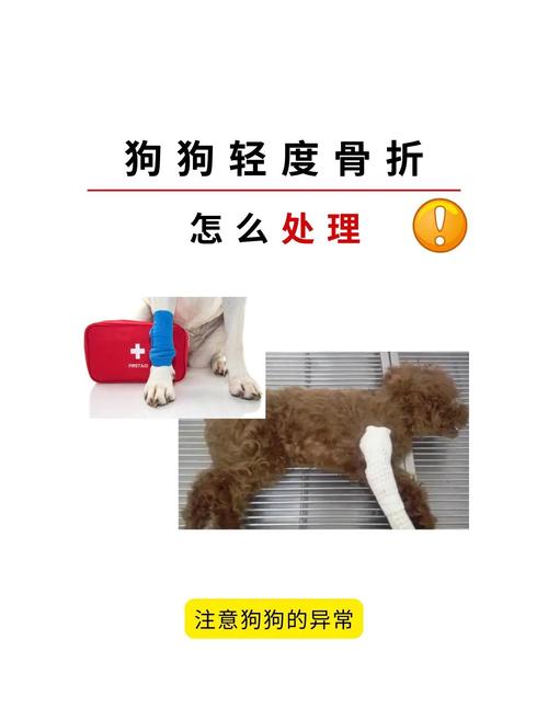 宠物骨折应急临时固定材料示例