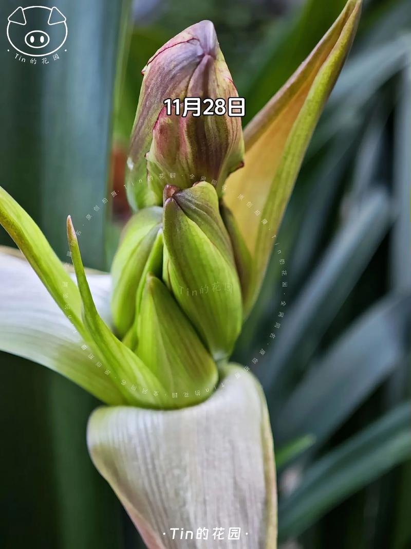 手痒的代价:扒开花苞以后