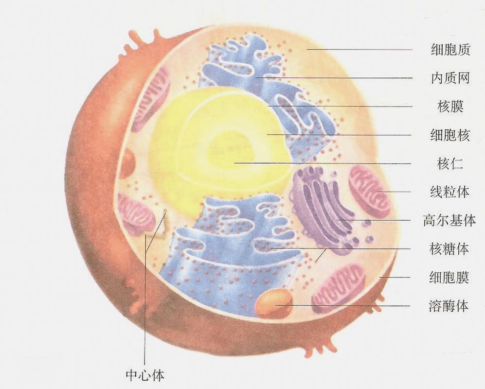 动物细胞细胞器功能手绘示意图