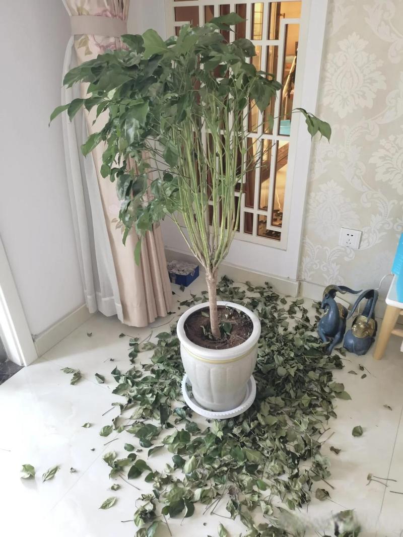 室内绿植光照不足导致的徒长现象