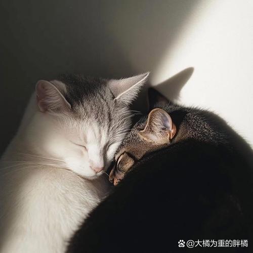 两只猫和谐睡觉