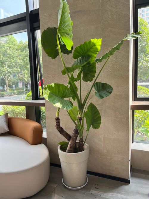 警惕那些“健康神化”的网红植物