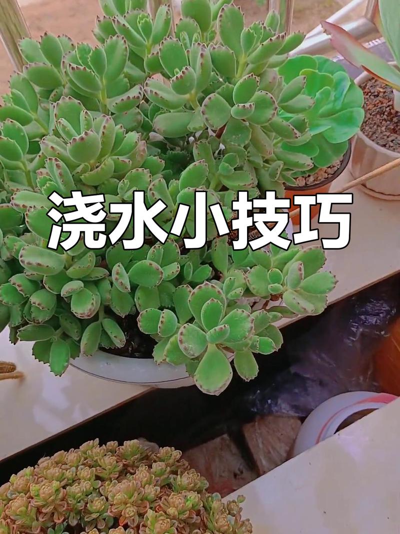 绿植居家养护 竹签测土壤湿度方法示意图