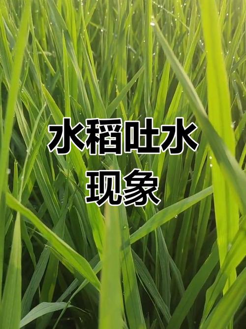 露水晨话:踩湿的鞋,和你不知道的露珠秘密-因为所以