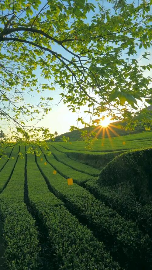 湖北南漳九集镇罗家营春季茶园风光