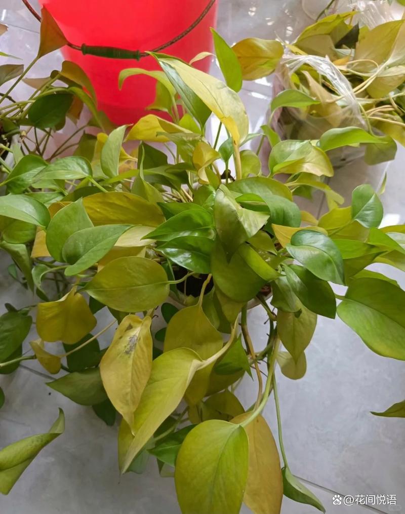 绿萝叶片发黄特写对比图