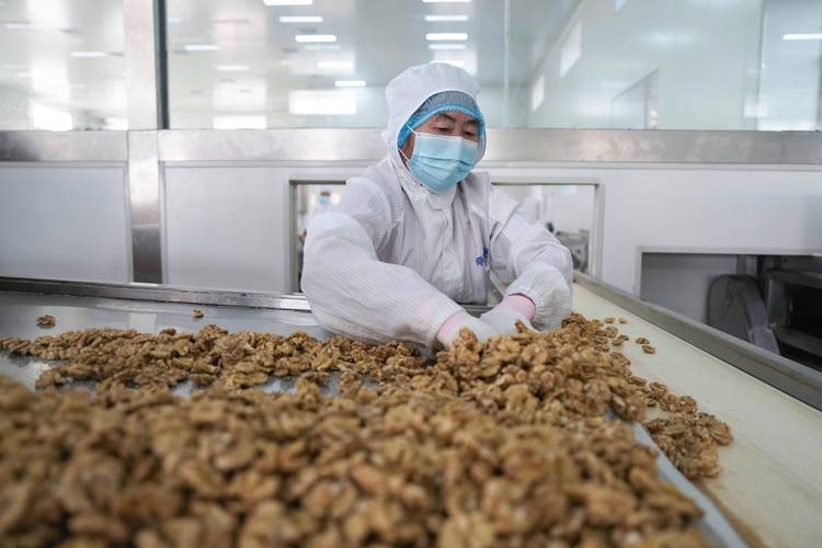 中药桃仁脱壳加工车间现场图