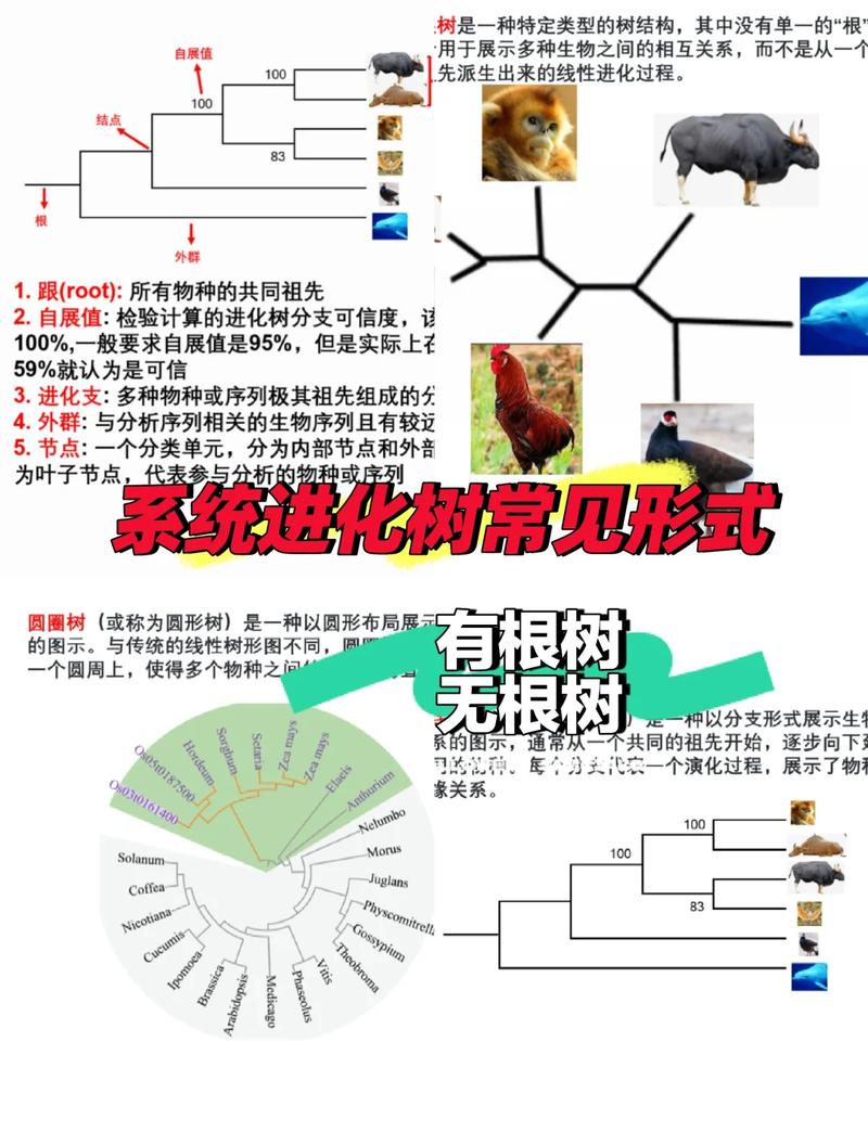 分级不是爬楼梯,而是生态演化