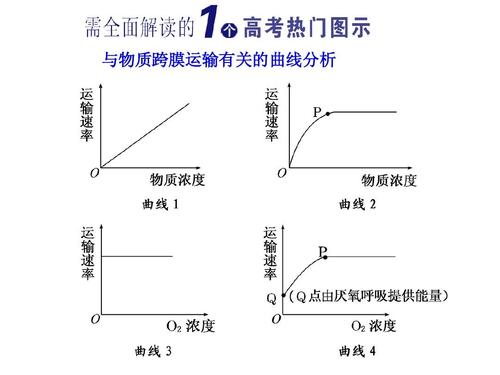 高中生物物质跨膜运输速率影响曲线图