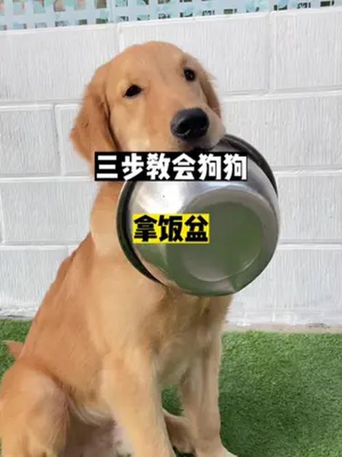 练了三周之后,我敢直接把手指伸进狗的饭盆