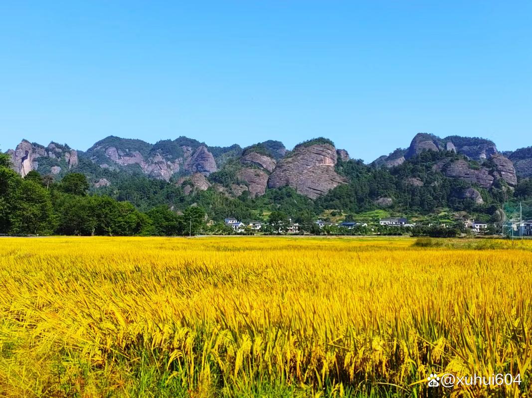 石台仙寓镇山坳梯田里的成熟晚稻穗