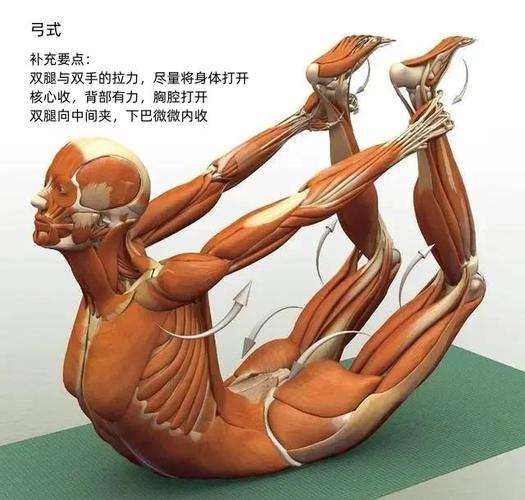 瑜伽练习前后深层肌肉发力对比示意图