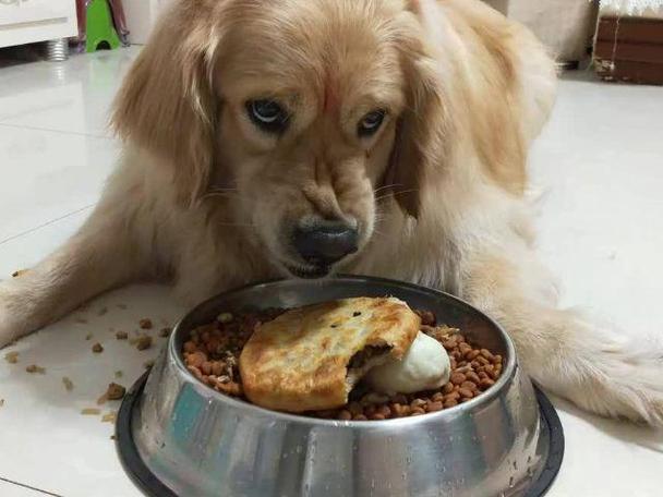 狗狗趴在狗窝护食的侧身实拍