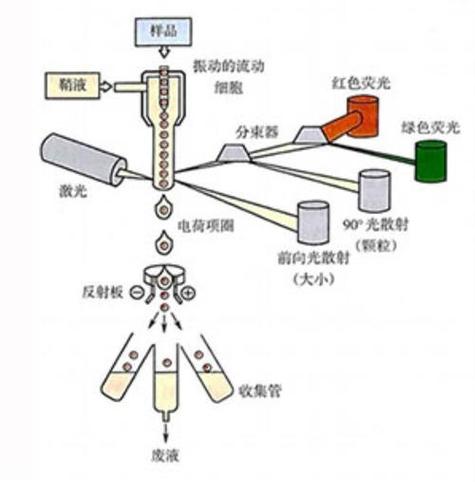 流式细胞仪内部光学棱镜阵列荧光分光路径