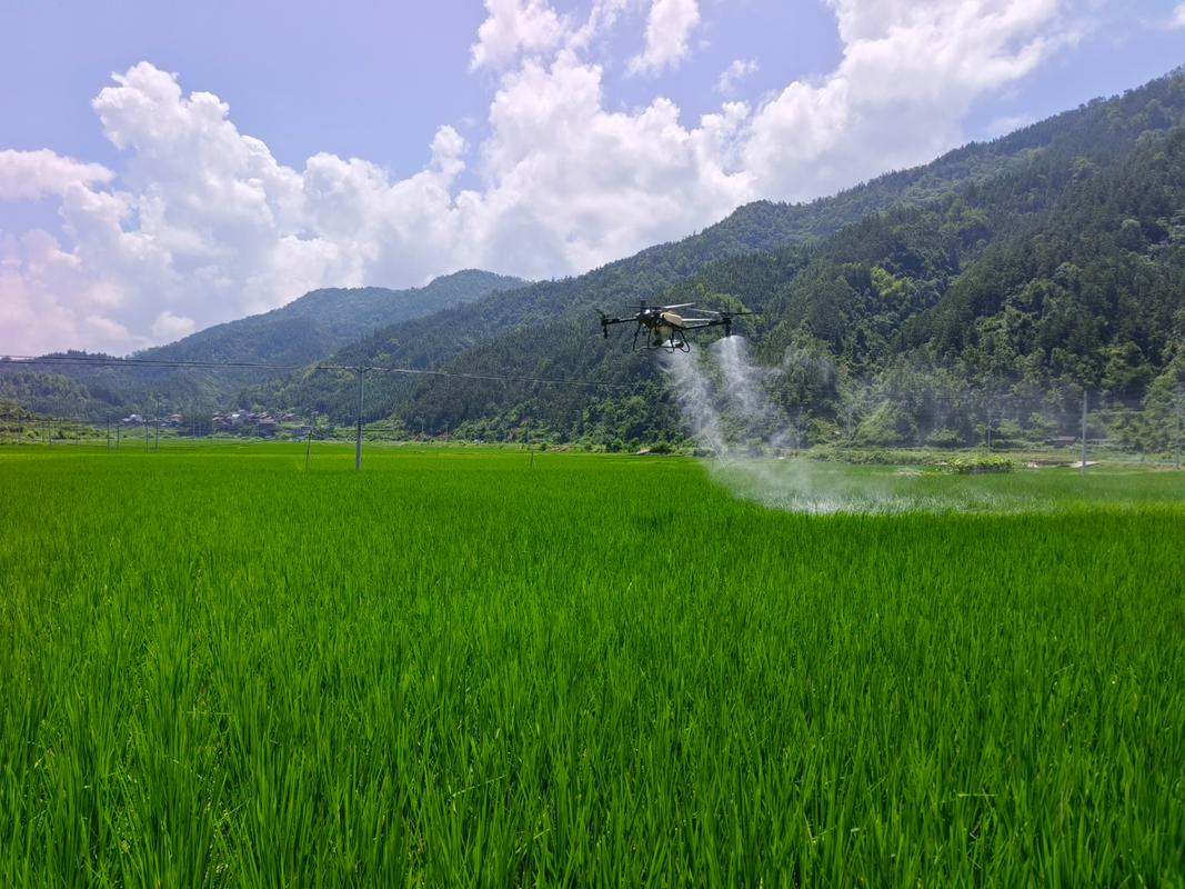 植保无人机给江南稻田喷洒农药