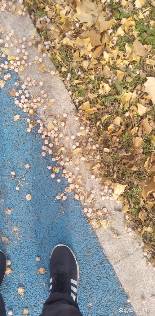 银杏:那一树金黄,凭什么是活化石?-因为所以