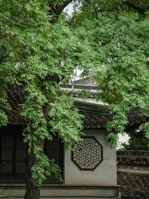 苏州拙政园漏窗旁斜伸的二月兰花枝