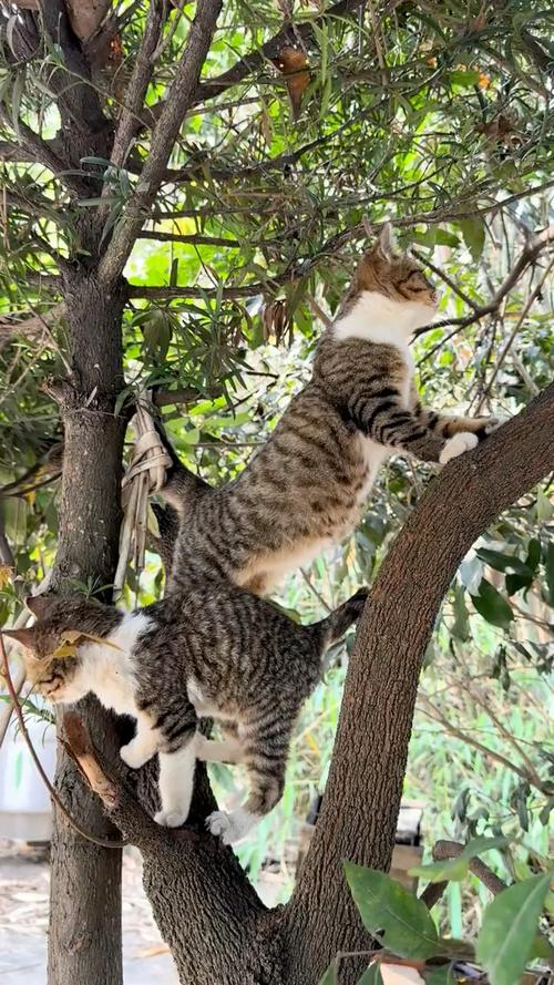 流浪猫爬树蹲守观察猎物实拍