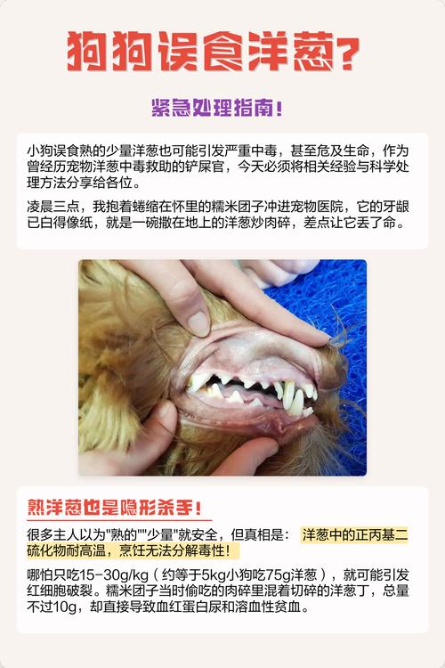 宠物误食中毒错误vs正确处理对比图