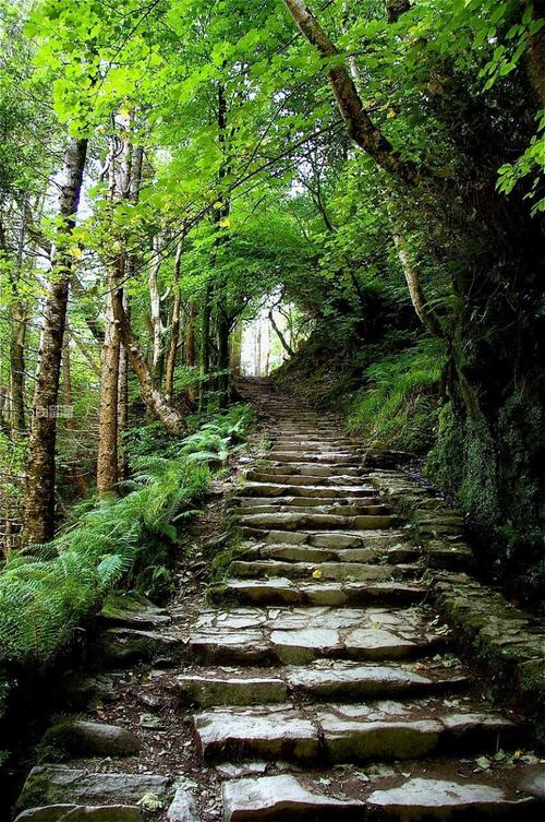 湖北南漳七里山森林公园林荫石阶路