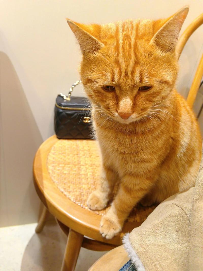 居家餐桌小女孩写can造句陪橘猫实拍