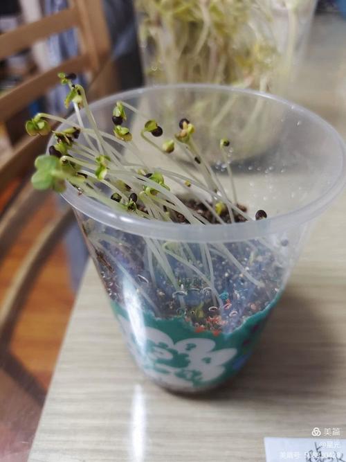 学生户外探究植物向光性实验