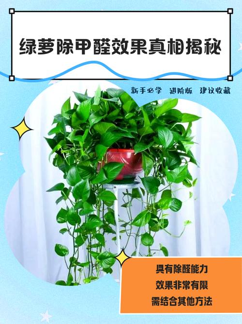 房间摆满绿萝和吊兰，但甲醛依旧超标的嘲讽画面