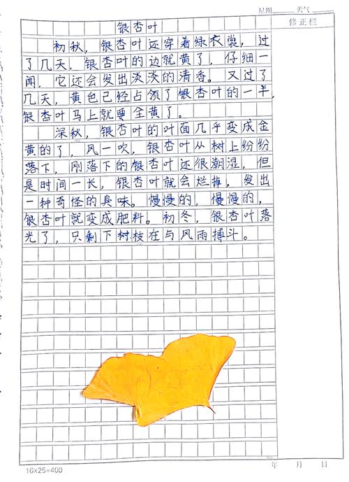 学生作文本上手写的银杏叶像蝴蝶的方格文字